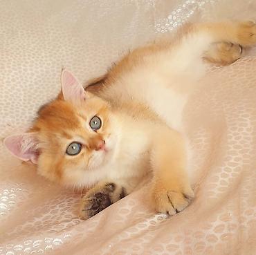 Pişiklər: Britan — 10