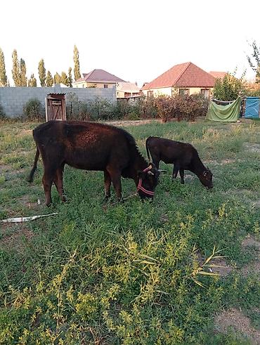 кормилак для телят: Продаю | Корова (самка) | Для молока | Привязанные — 5