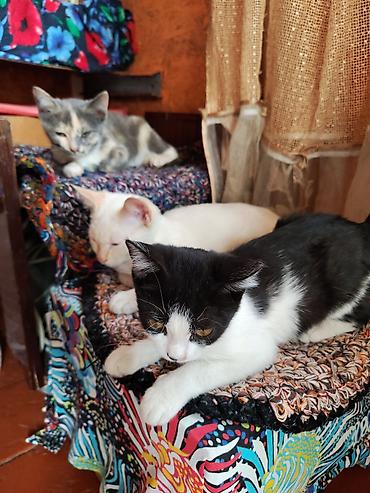 Продажа кошек: Котята домашние, разного окраса: - Черно‑белые (маска на мордочке — 4