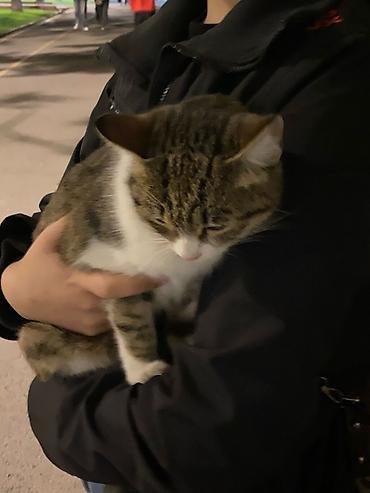 отдам даром вислоухого котенка: Кошка даром: Беспородная, 1 год, Девочка, Приучена к лотку — 3