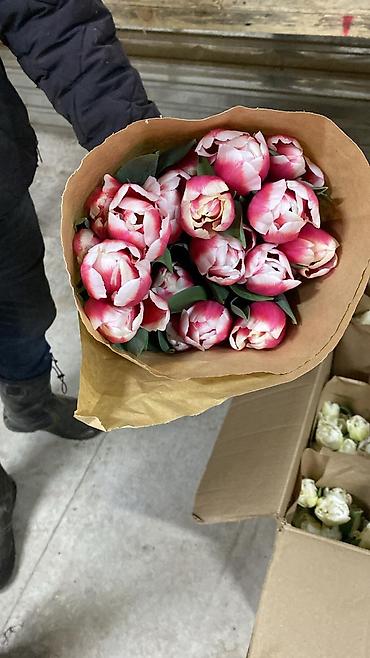Другие товары для дома: Цветы Голландские Тюльпаны Оптом! Из Голландии получаем — 6