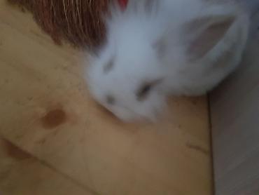 Декоративные кролики: Пуховый декоративный кролик (карликовый тип) пол-обе самцы им по 5 — 6