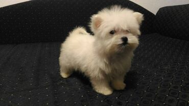 Psi: , Von House Petronijevic Ub, odgajivačnica FCI 5708. Maltezer mini — 7