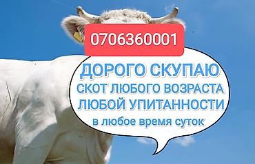 С/х животные и товары: Колбасный цех : Коровы, быки, | На откорм — 5