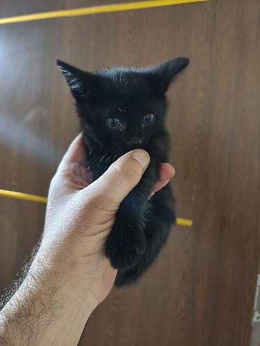 Pişiklər: Yaxşı əllərə — 5