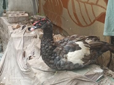 Другие с/х животные: Утята Индоутки Тяжёлая Линия. Индоутята. Фендибоберных Солидных — 14