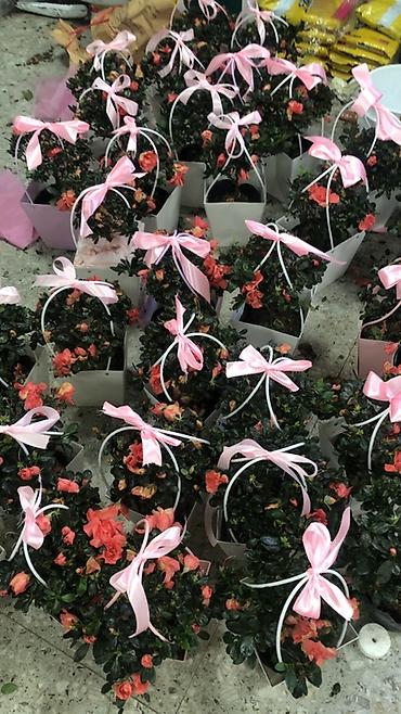 Подарочная упаковка: Подарочные композиции в коробке-сумке - Живые комнатные — 14