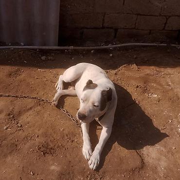 İtlər: Amerikan buldoqu, Erkek, Peyvəndli — 3