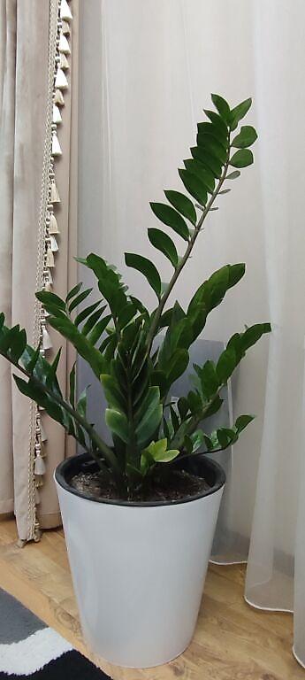 Замиокулькас (Долларовое дерево): Замиокулькас (Zamioculcas zamiifolia) в декоративном пластиковом — 7