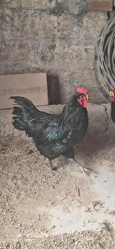 qaz farm: Xoruz, il: 1 — 5