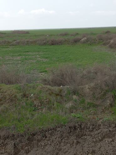 Torpaq sahələrinin satışı: Kənd təsərrüfatı — 12