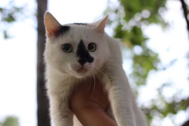 аренда животных: Кот котик Толик ищет дом Ему около 3-4 лет Кастрирован Привит