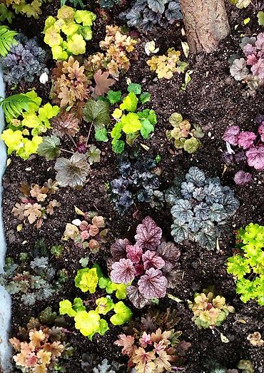 Другие садовые цветы и кустарники: Продаю гейхеру. В коллекции более 80 сортов. Звоните по тел. Вацап — 24