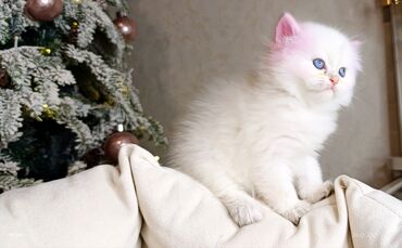 Xaltalar, qayışlar və tasmalar: 3 dişi öz pişiyimin balasıdır makler deiləm — 21