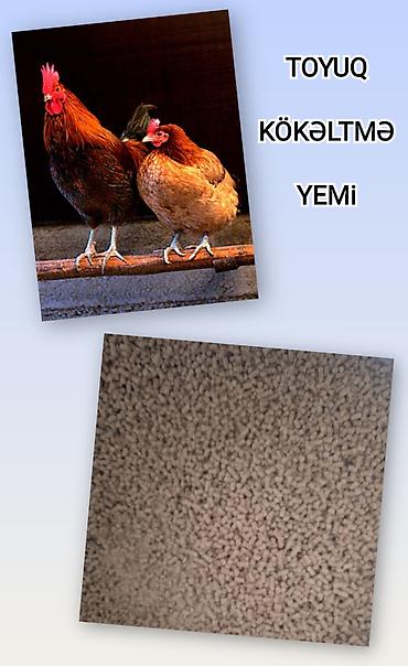 qaz cuceleri: Artıq daimi istifadə üçün Kənd Toyuğu. Serebrist. Qaz. Ördək — 4