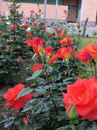 Продажа домов: Дом, 1441 м², 8 комнат — 9