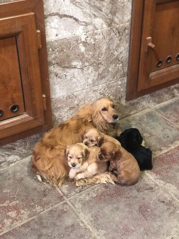 it hekimi bakida: Koker spaniyel, 1 ay, Dişi, Ünvandan götürmə