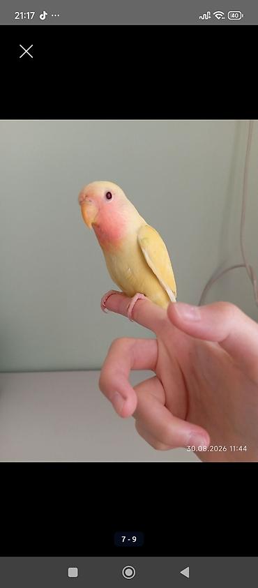 Sarı rəng nerazlucnik (lovebird) satılır.Dişidir.2 ay yarımlıqdır. Ələ