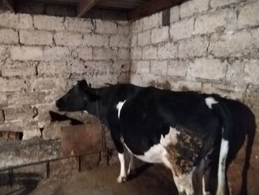 simmental ineklerin satisi: Dişi, il: 5, Südlük, Damazlıq