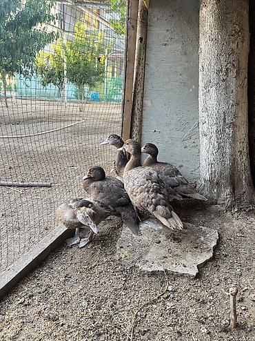 australorp toyuq satılır: Toyuq, Australorp, Damazlıq, Ödənişli çatdırılma — 1