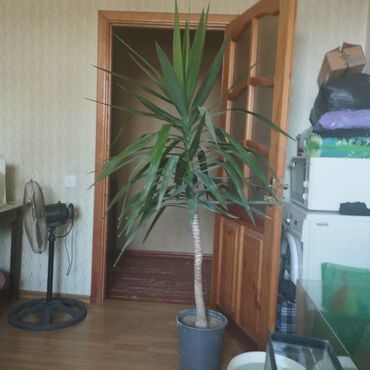 palmalar: Yuka dekarativ bitki 10 illik boy 2 metr. Başqa ölçülərdə mövcuddur