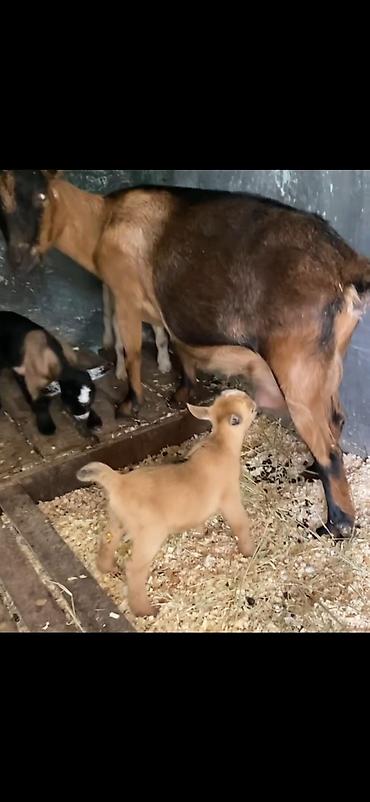 Keçilər, çəpişlər: Satılır: süd keçisi bala ilə Xüsusiyyətlər: - Ana keçi qəhvəyi-qara — 1