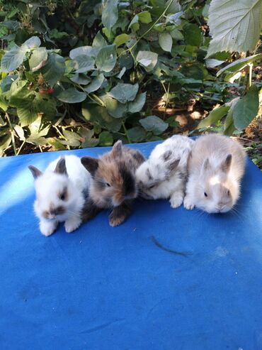 Декоративные кролики: Крольчата Карликовые-декоративные возраст 1месяц. Очень милые, ждут