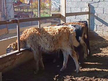 молоко воз: Продаю | Музоо, торпок | На откорм