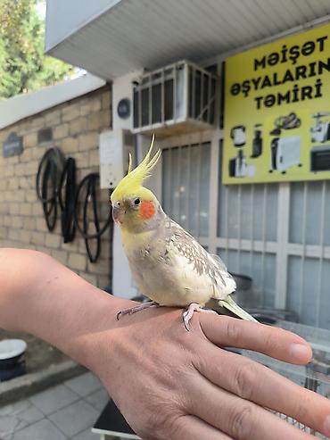 qus qəfəs: (Corella) papağanı və qəfəs dəsti - Növ: Corella daraqlı başlı — 3