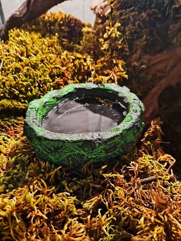 Зоотовары: 🌿 Украшения и декорации для аквариумов и террариумов 🌿 Продаю — 9