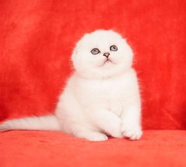 Продажа кошек: Очаровательные котята с выразительными голубыми и зелёными глазами и — 10