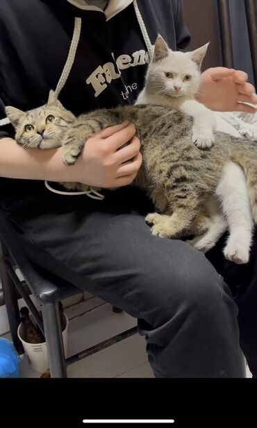 бенгальская кошка сколько стоит: ❗ ПРОПАЛИ КОТЫ ❗ У нас пропали три кота в районе Ак-Орго (ориентир —