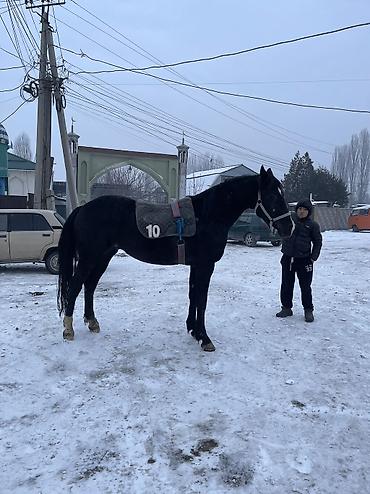 Лошади, кони: Продаю | Конь (самец) | Конный спорт | Племенные — 12