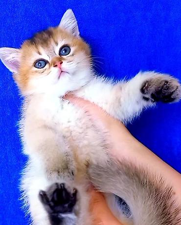 Pişiklər: Britan — 4