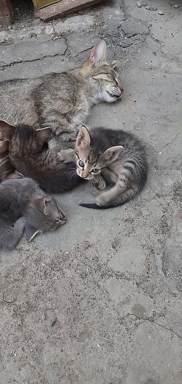 Tabbi, Erkək, Yaxşı əllərə, Ünvandan götürmə