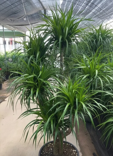 Другие комнатные растения: Пальмы,ДраценыКофейные деревья, и тд. Растения для интерьера — 3