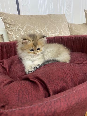 Кошки: Шотландская вислоухая — 1