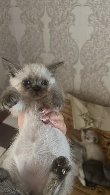 забрать котенка бесплатно: Шотландская, Самец, Самка, Самовывоз