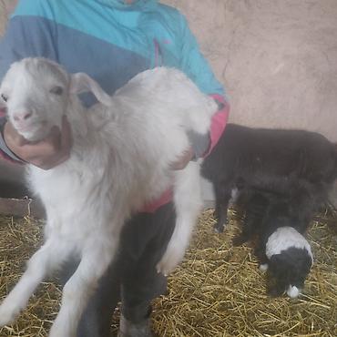 Другие животные: Козлёнок 1 месяц крупный 11 тыс. черный . есть белые. порода — 7