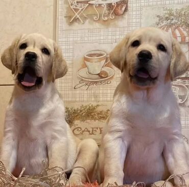 İtlər: Labrador-retriver, 2 ay, Erkek, Peyvəndli, Ünvandan götürmə