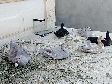 ördəylər: Muscovy ördəkləri (indo-ördək) – müxtəlif rənglərdə 2 fər 1 xoruz — 3