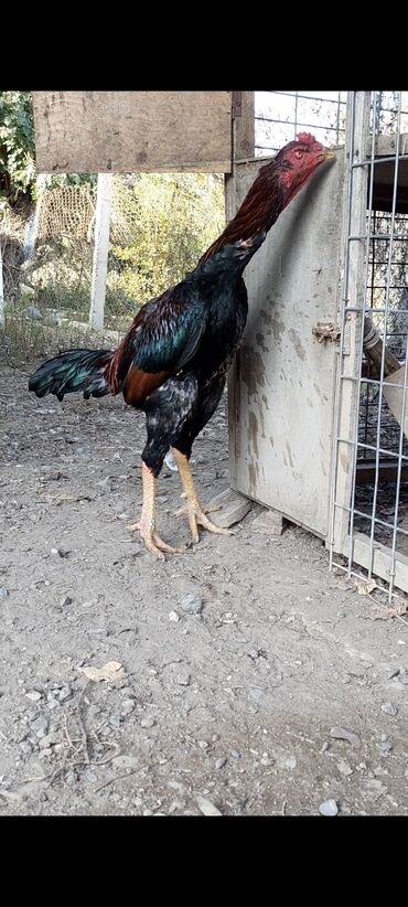 tap az heyvanlar qoyunlar: Temiz turk beçəsi satilir. 11ayinin içindədi.Boy 60 sm cekisi 3500-dü