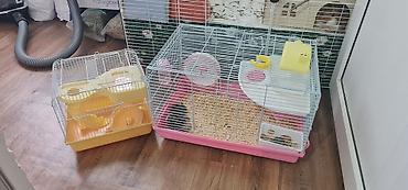 mal qara satisi: Cırtdan hamsterlər və tam avadanlıqlı qəfəs dəsti 2 qəfəs böyük və — 4