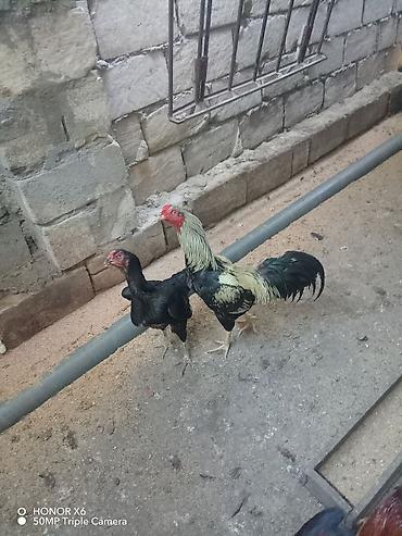 bala qoyun: Tür: Qara toyuq və xoruz cütlüyü Təsvir: - Uzunboyun, hündür ayaqlı — 1