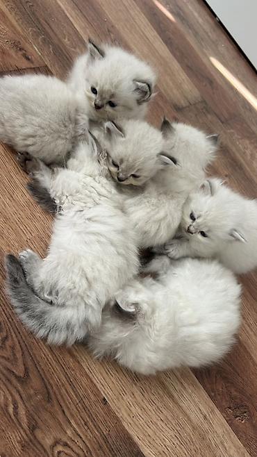 koşka: Təsvir: - Cins: Ragdoll tipli uzun tüklü pişik balaları - Rəng: Açıq — 2
