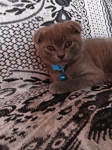 Pişiklər: Şotland — 6