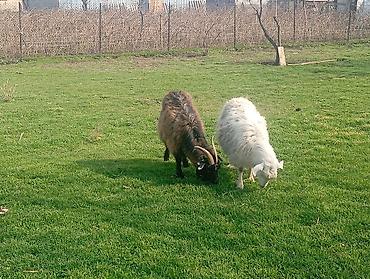 Козы, козлы: Продаю | Коза (самка), Козлёнок | Полукровка, Зааненская | На забой, Для разведения, Для молока | Племенные, Котные — 4