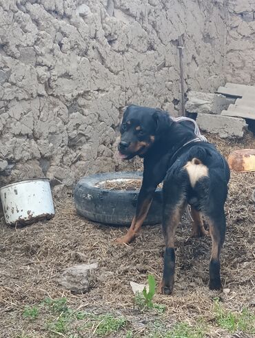 продаю охотничий собаку дратхар: Срочно в связи с переездом продается ротвейлер 1,5 года, Кобель