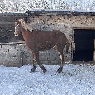 Лошади, кони: Продаю | Жеребец | Рабочий — 7