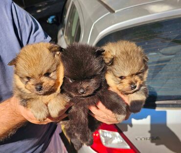 pomeranac boo cena: Pomeranci boo Preslatki medvedici pomeranca boo spremni za